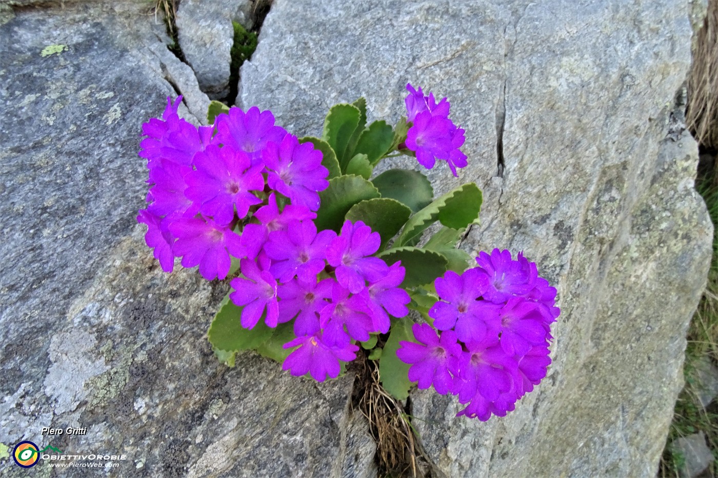 29 Primula irsuta (Prmula hirsuta) nelle fenditure delle rocce.JPG